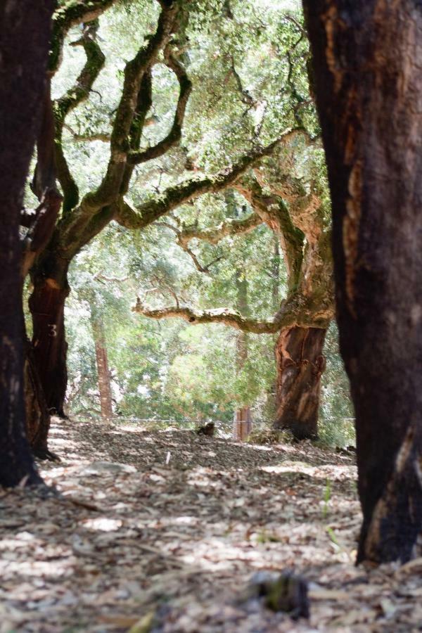 مونشيك Quinta Algarve Das Relvinhas المظهر الخارجي الصورة